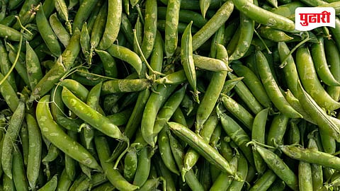 Green Peas Price