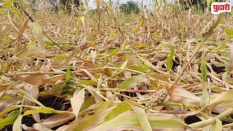 Purna Taluka Unseasonal Rain