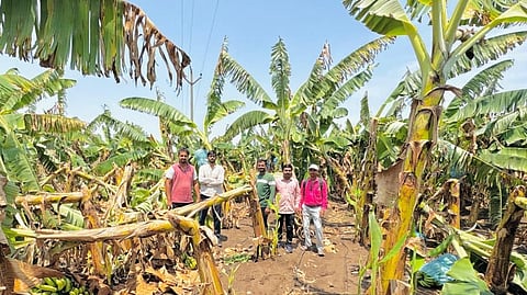 Dhule unseasonal rain