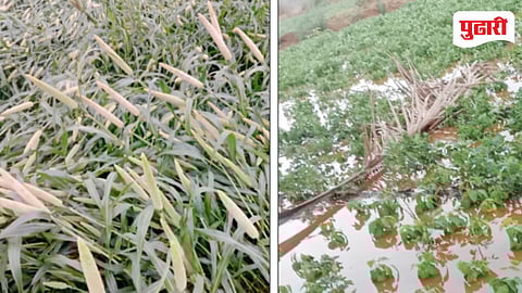 Crop Damage