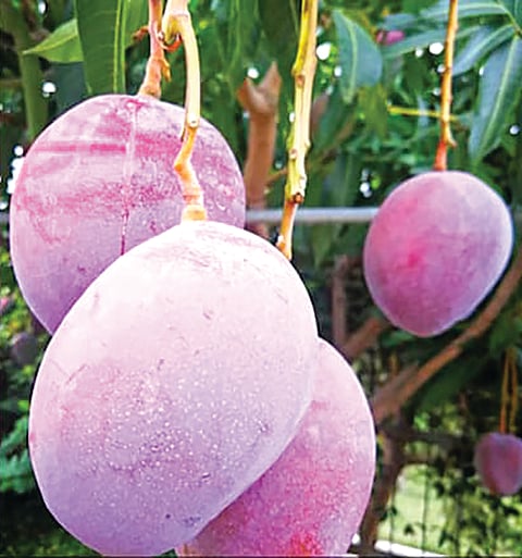 most expensive mango in the world