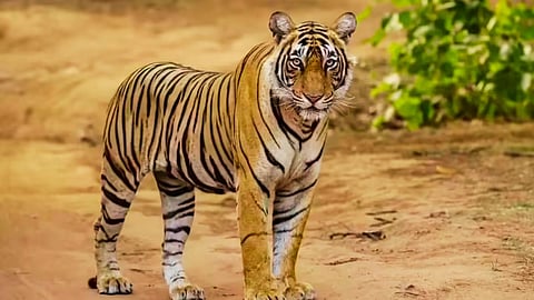 Sahyadri Tiger Reserve