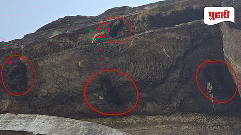 Ajanta Caves bee attack