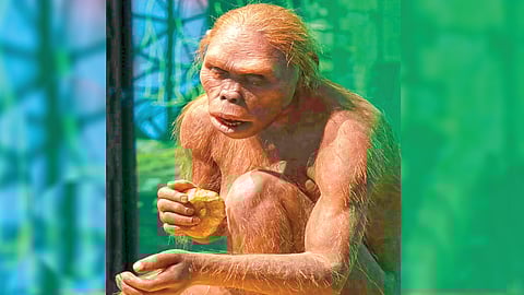 Homo Habilis |