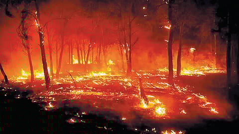 Forest fire prevention technology |