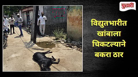 Beed News | महावितरणच्या विद्युत खांबाला करंट उतरल्याने बकरा चिटकून ठार