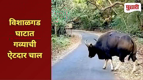 Indian Bison | विशाळगड घाटात 'गव्या'चा राजेशाही थाट!