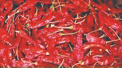 Sankeshwari chilli price |