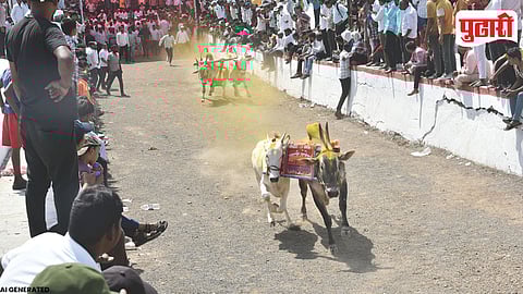 Bhosari Bullock Cart Race