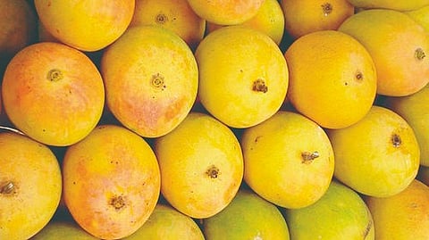 kolhapur | आंब्याची आवक वाढली