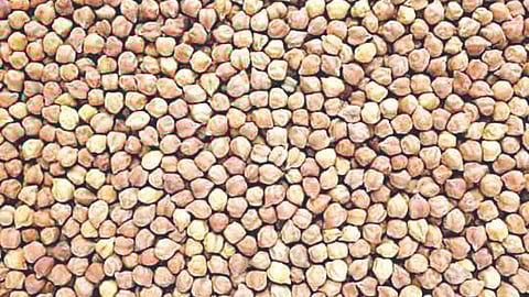 chana procurement issue Purna