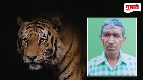 Chandrapur Tiger Attack