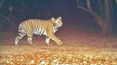 Sahyadri Tiger Reserve