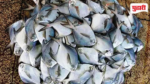 Mumbai Fish Price