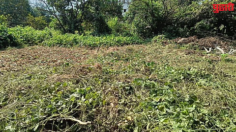 Vasai crop damage
