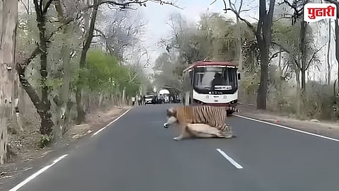 Tiger kills bull Chandrapur Mul Highway