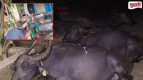Stray Buffaloes Rescue Shahuwadi
