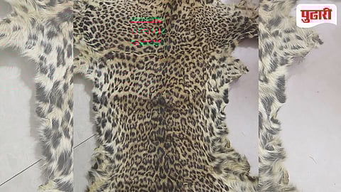 6 Arrested for Leopard Poaching in Sanjay Gandhi National Park