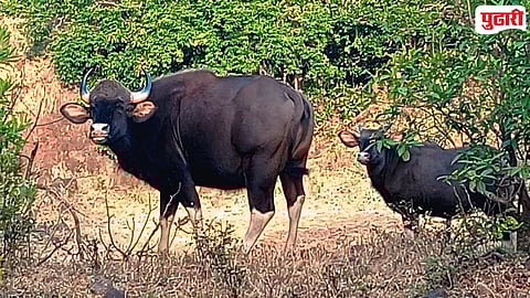 Vishalgad Amba road bison sighting