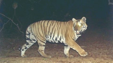 Ranoji tiger