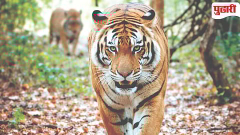 Sahyadri Tiger Reserve