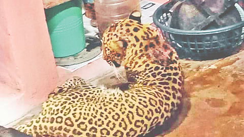 Leopard News