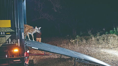 Sahyadri Tiger Reserve
