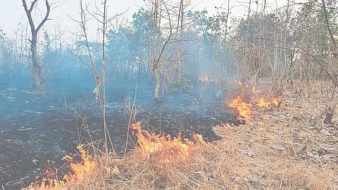 Thane forest fire