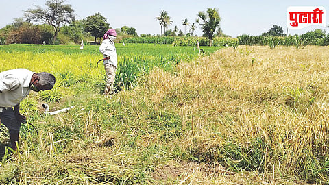 Unseasonal Rain Crop Loss