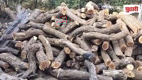 illegal khair wood transport