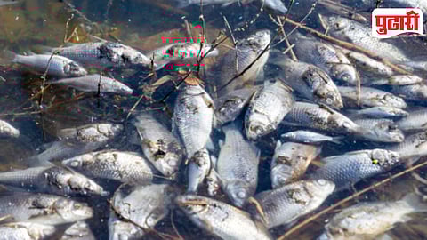 Pashan Lake Fish Death