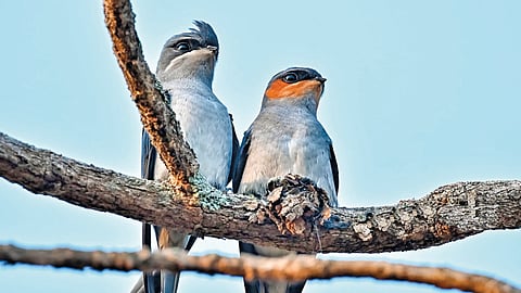 Crested Tree Swift