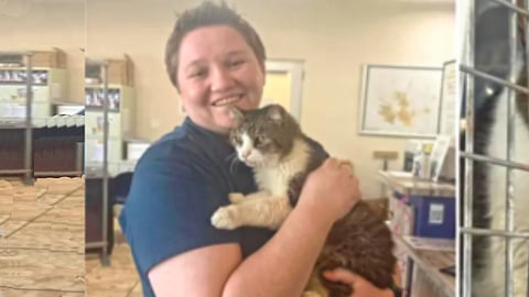 Cat microchip identification |