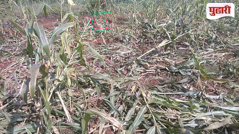Shahuwadi Crop Damage