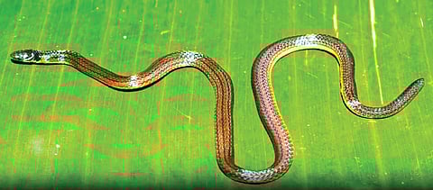 Calamia garoensis snake |