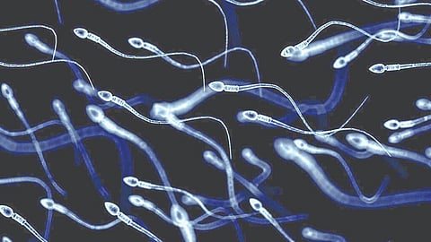 Sperm activity summer |