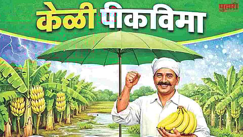 Banana crop insurance