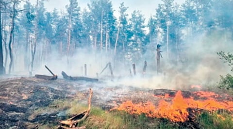 Deforestation global crisis |