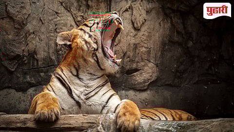 देवरीच्या जंगलात थरार! वाघाचा हल्ला; चार जण थोडक्यात बचावले