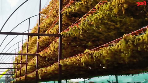 unseasonal rains agriculture loss