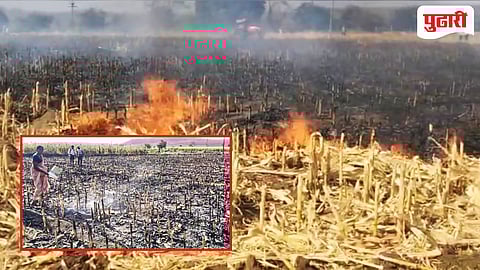 शॉर्टसर्किटमुळे ५ एकर मका जळून खाक ; शेतकरी कुटुंबावर आर्थिक आघात