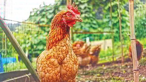 डोके कापल्यानंतरही कोंबडी जिवंत राहू शकते का?