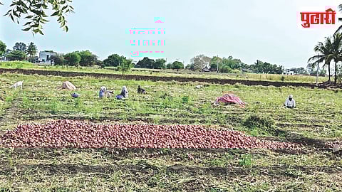 Onion Farm
