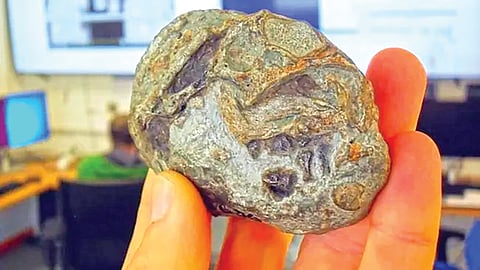 old egg fossil discovery |