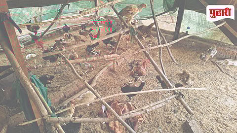 Chicken Price Increase