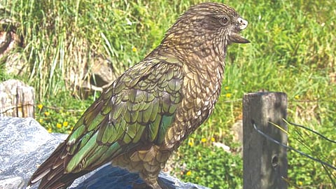 New Zealand parrot |