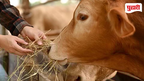 Animal Husbandry Loan