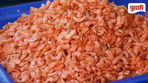 Raigad Seafood Demand