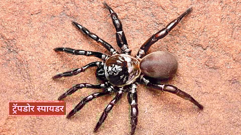 Trapdoor spider new species |