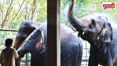 Pune Zoo Summer Plan